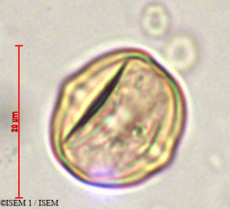 ISEM 1/Meriania_tomentosa_29343/Meriania_tomentosa_29343_0001(copy)_thumb.jpg